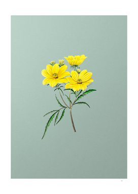 Vintage Golden Coreopsis Flower on Mint Green