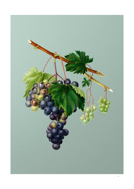 Vintage Grape from Ischia Botanical on Mint Green
