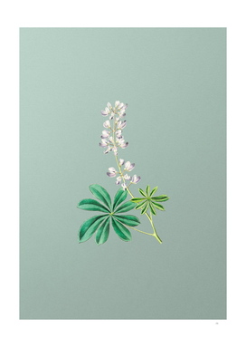 Vintage Half Shrubby Lupine Flower on Mint Green