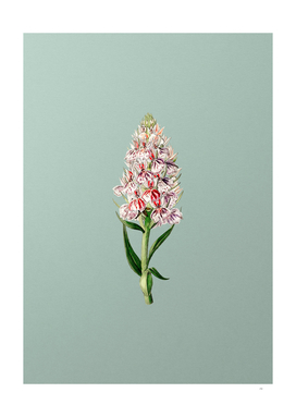 Vintage Leafy Spiked Orchis Flower on Mint Green