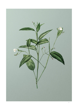 Vintage Maranta Arundinacea Botanical on Mint Green