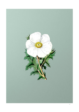 Vintage Mexican Poppy Flower Branch on Mint Green