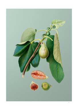 Vintage Monaco Fig Botanical on Mint Green