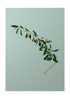 Vintage Olives Botanical on Mint Green