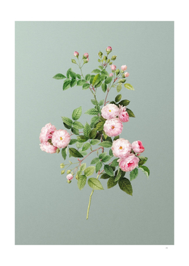 Vintage Pink Baby Roses Botanical on Mint Green