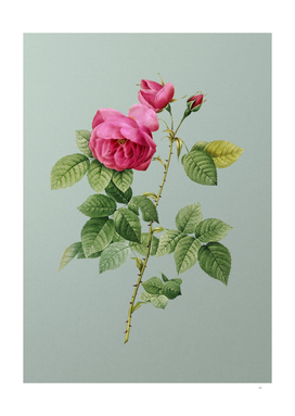 Vintage Pink Bourbon Roses Botanical on Mint Green