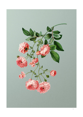 Vintage Pink Rambler Roses Botanical on Mint Green