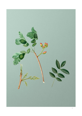 Vintage Pistachio Botanical on Mint Green