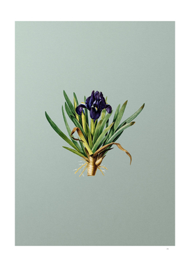 Vintage Pygmy Iris Botanical on Mint Green