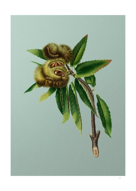 Vintage Spanish Chestnut Botanical on Mint Green