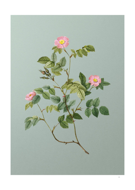 Vintage Sweetbriar Rose Botanical on Mint Green