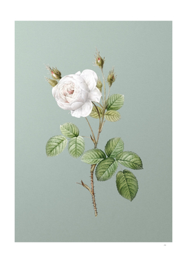 Vintage White Misty Rose Botanical on Mint Green