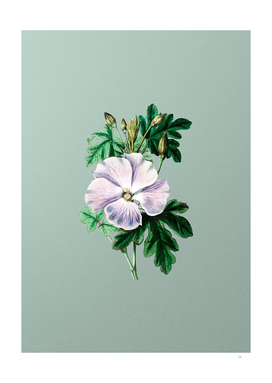 Vintage Wray's Hibiscus Flower on Mint Green