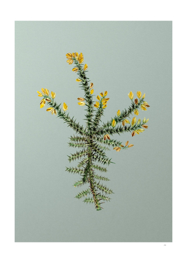 Vintage Yellow Gorse Flower Botanical on Mint Green
