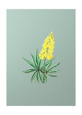 Vintage Yellow Perennial Lupine Flower on Mint Green