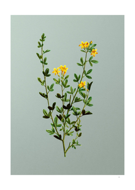 Vintage Yellow Jasmine Flowers on Mint Green