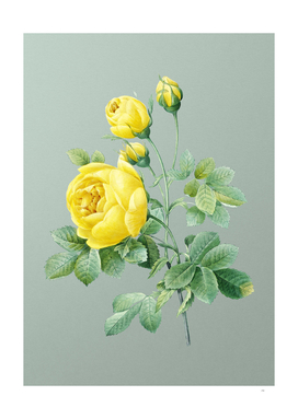 Vintage Yellow Rose Botanical on Mint Green