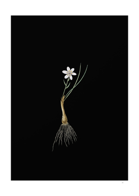 Vintage Snowdon Lily Botanical Illustration on Black