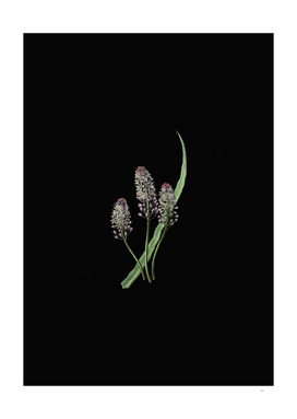 Vintage Meadow Squill Flower Botanical on Black