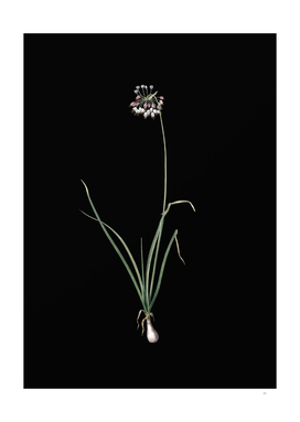 Vintage Nodding Onion Botanical Illustration on Black