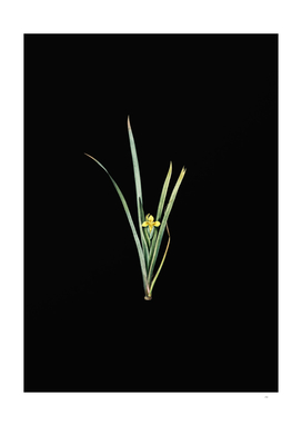 Vintage Yellow Iris Botanical Illustration on Black