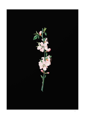 Vintage Peach Flower Botanical Illustration on Black