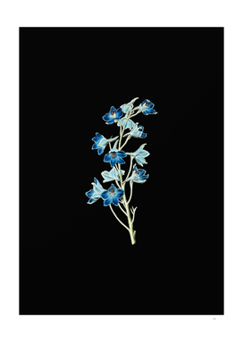 Vintage Shewy Delphinium Flower Botanical on Black