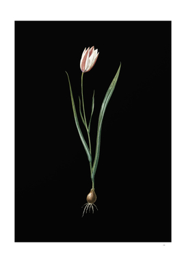 Vintage Lady Tulip Botanical Illustration on Black