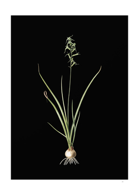 Vintage Hyacinthus Viridis Botanical on Black