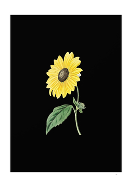 Vintage California Sunflower Botanical on Black
