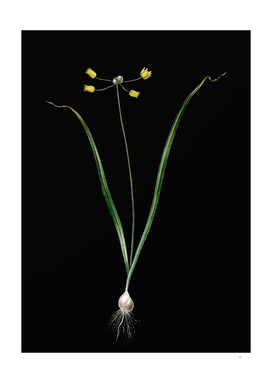 Vintage Allium Scorzonera Folium Botanical on Black