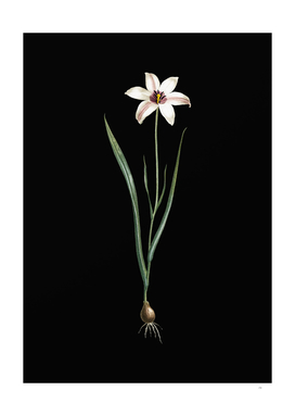 Vintage Lady Tulip Botanical Illustration on Black