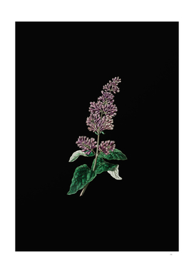 Vintage Lady Josika's Lilac Flower Botanical on Black