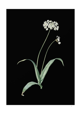 Vintage Spring Garlic Botanical Illustration on Black