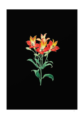 Vintage Red Speckled Flowered Alstromeria on Black