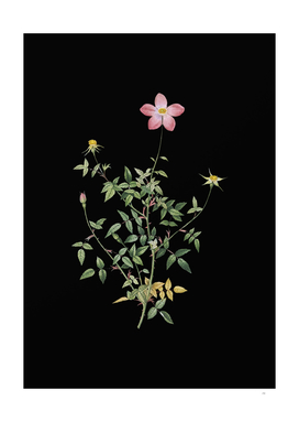 Vintage Single Dwarf Chinese Rose Botanical on Black