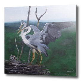 Grey herons family