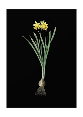 Vintage Lesser Wild Daffodil Botanical on Black