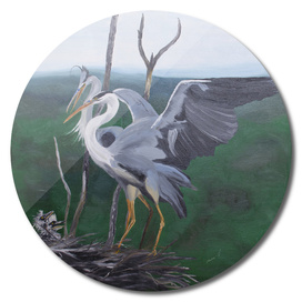 Grey herons family