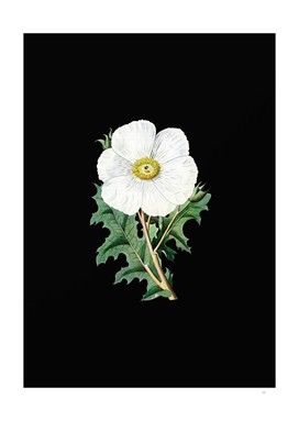 Vintage Mexican Poppy Flower Branch on Black