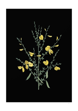 Vintage Yellow Broom Flowers Botanical on Black