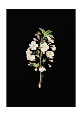 Vintage Pear Tree Flowers Botanical on Black