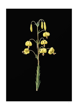 Vintage Lilium Pyrenaicum Botanical on Black