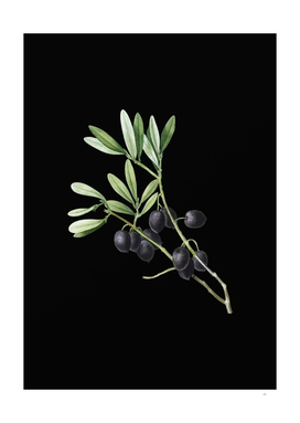 Vintage Olive Tree Branch Botanical on Black