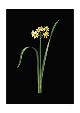 Vintage Cowslip Cupped Daffodil Botanical on Black