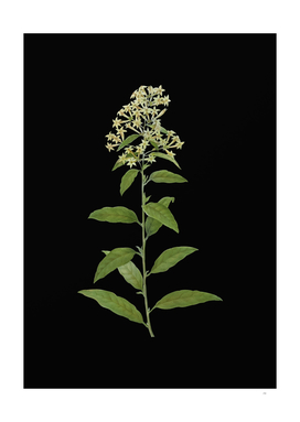 Vintage Green Cestrum Botanical Illustration on Black
