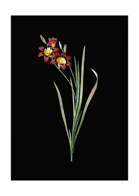 Vintage Ixia Tricolor Botanical Illustration on Black
