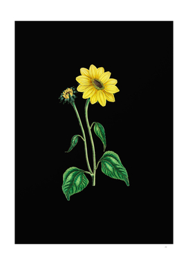 Vintage Trumpet Stalked Sunflower Botanical on Black