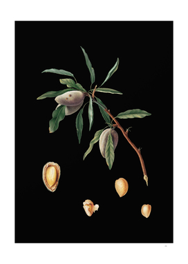 Vintage Almond Botanical Illustration on Black