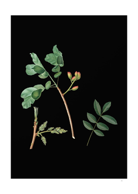Vintage Pistachio Botanical Illustration on Black